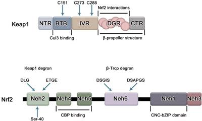 The role of Nrf2 in periodontal disease by regulating lipid peroxidation, inflammation and apoptosis